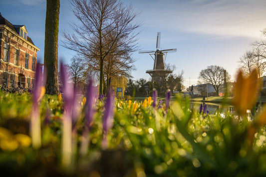 Molen De Valk: A Testament to Dutch Windmill Architecture and Woody Buddy's Craftsmanship
