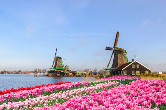 Rotterdam, Kinderdijk, pink, tulip