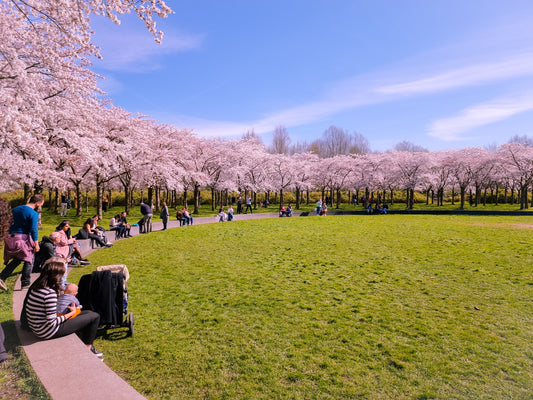 Blooming Elegance: A March Stroll Through Amsterdam's Bloesempark